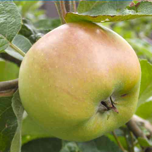 Саженцы яблони Сапфир (привитый) - 2-летний Черновцы