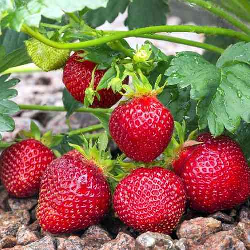 Саджанці полуниці Петра (ремонтантна) - 1-річний Чернівці