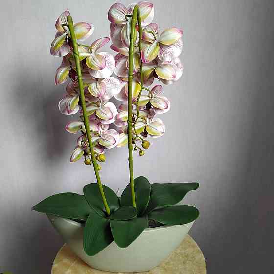 Штучна латексна орхідея VIP у бежевому керамічному кашпо на дві гілки бордовий градієнт Дніпро