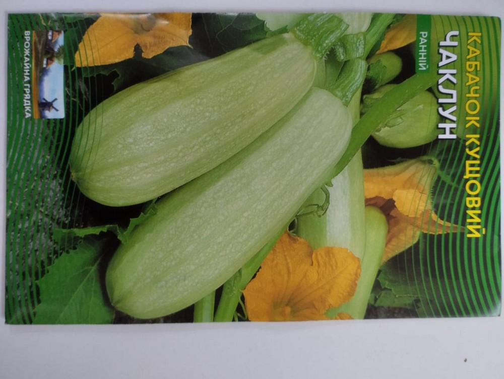 Кабачок кустовой 