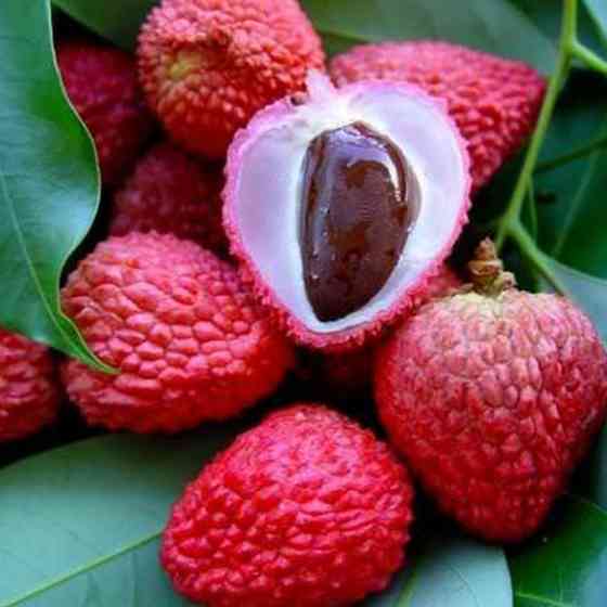 Саженцы сливы Китайская (привитый) - 1-летний Черновцы