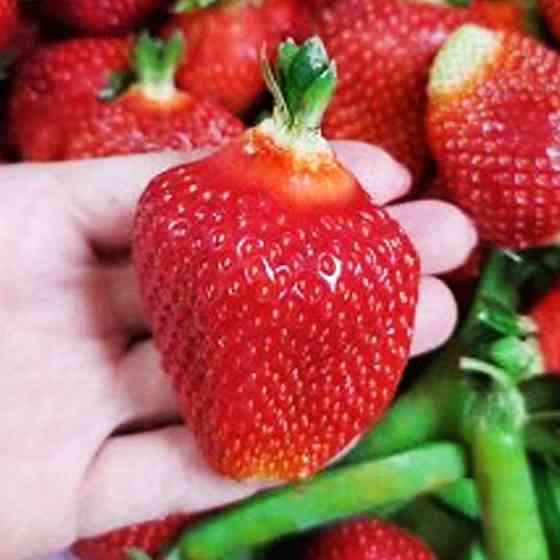 Саженцы клубники Магнус (10 штук) - 1-летний Черновцы