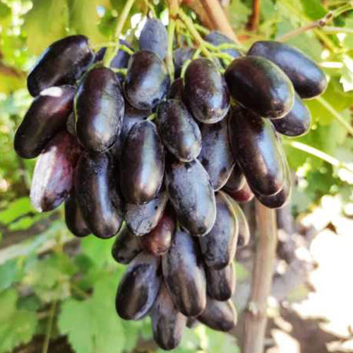 Cаджанці винограду Находка Калугіна (черенкований) - 2-річний Чернівці - фото 1