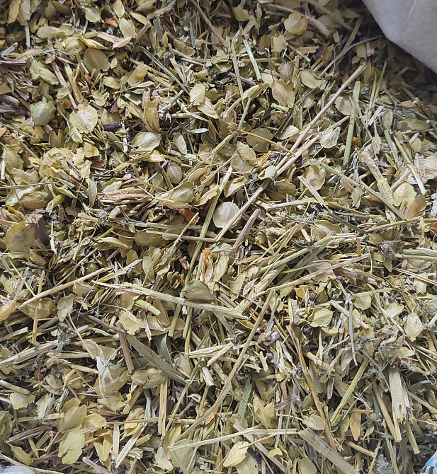 Талабан / Ярутка польова,  1кг Київ - фото 1