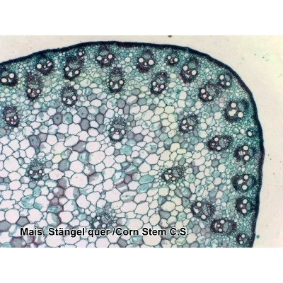 Набор микропрепаратов Bresser 100 шт (5986003) (931508) Винница - изображение 5