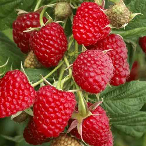 Саженцы малины Великая Германия (черенкованный) - 1-летний Черновцы