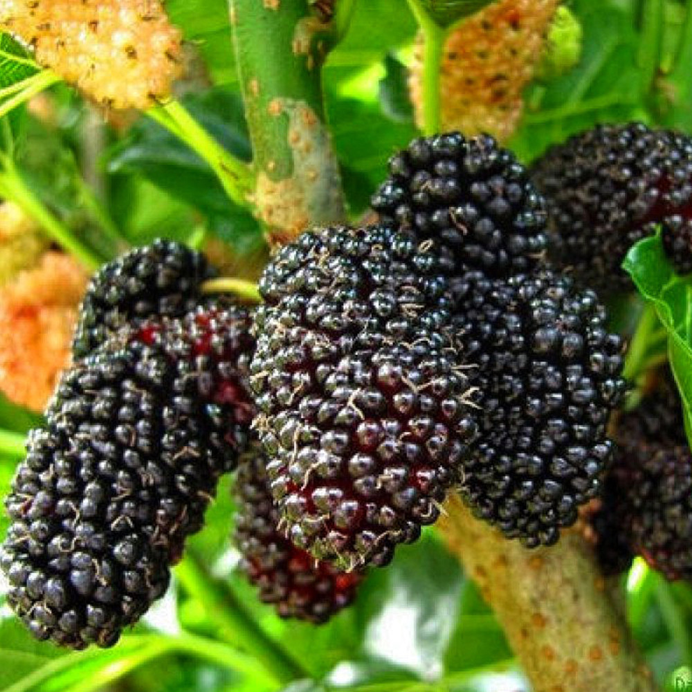 Саджанці шовковиці Шеллі - 2-річний Чернівці - фото 1