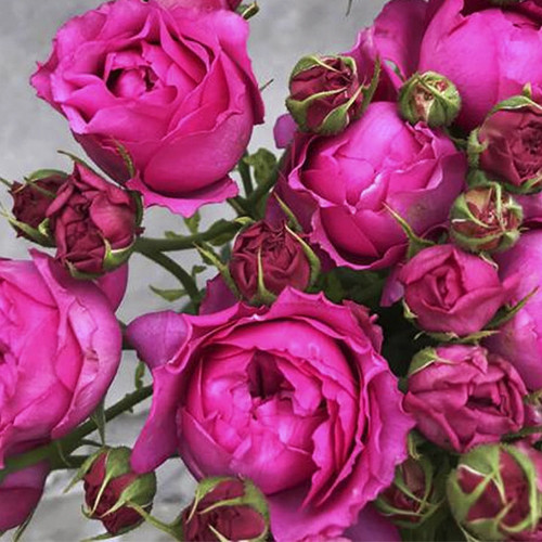 Саженцы роз Рич Баблс (привитый) - 2-летний Черновцы - изображение 1