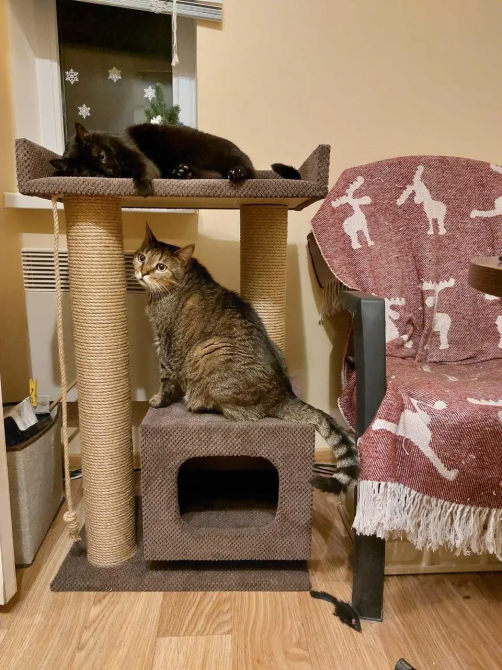 Когтеточка дряпка с домиком и лежанкой 85×55×35 см, комплекс для кота Киев - изображение 5