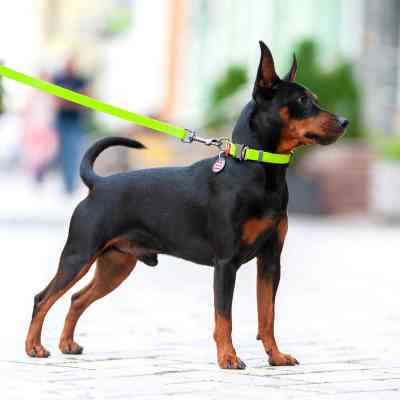 Ошейник для животных WAUDOG Waterproof с QR паспортом XL Ш 25 мм Д 35-58 см (салатовый) (27845) Винница