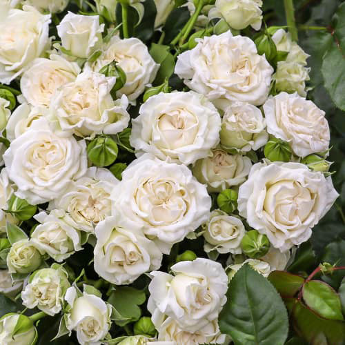 Саджанці троянд Вайт Лідія (привитий) - 2-річний Чернівці - фото 1