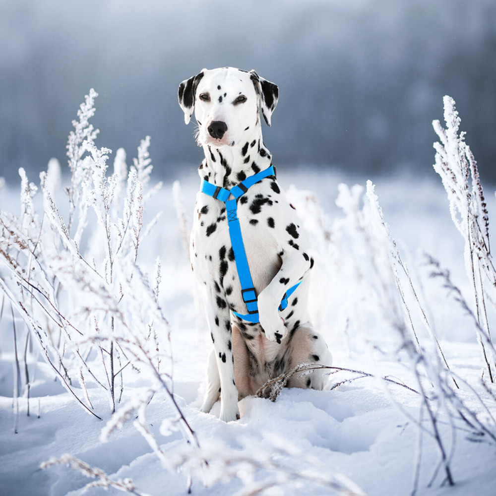 Шлея для собак водостійка анатомічна Н-подібна WAUDOG Waterproof з QR-паспортом, пластикова пряжка-фастекс, М, Ш 20 мм, А 40-66 см, В 50-80 см, блакит Київ - фото 3