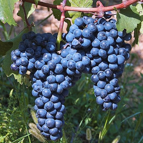 Cаджанці винограду Цвайгельт (черенкований) - 1-річний Чернівці - фото 1