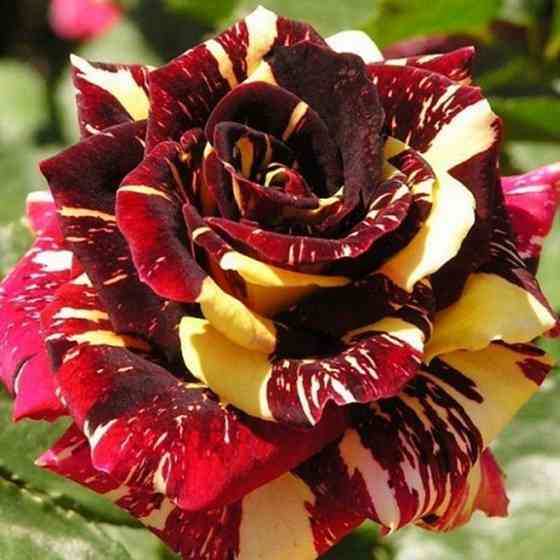 Саженцы чайно-гибридных роз Абракадабра (привитый) Черновцы