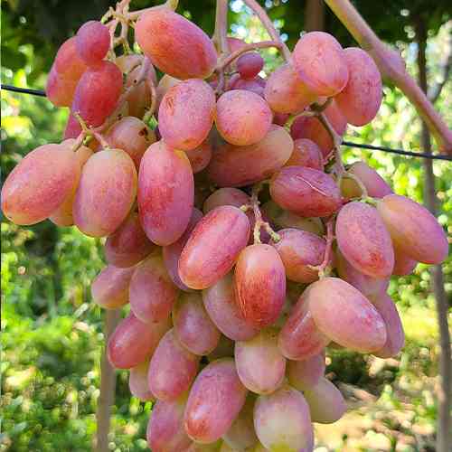 Саженцы винограда Юлиан (черенкованный) - 1-летний Черновцы