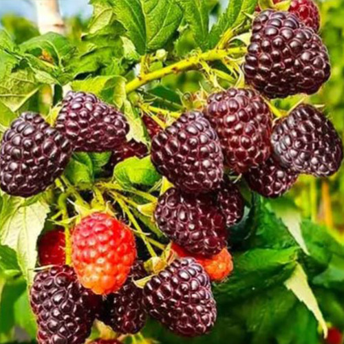 Саженцы малины Пурпурная (черенкованный) - 1-летний Черновцы - изображение 1