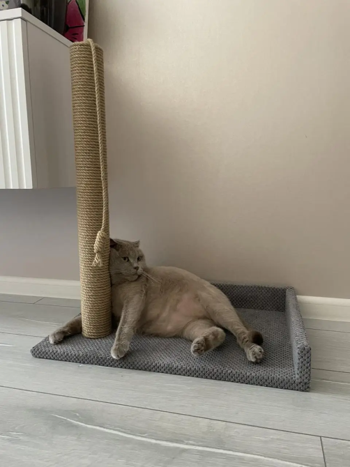 Кігтеточка лежанка для кішок підлогова кутова з канатом 63×55×45 см Київ - фото 3