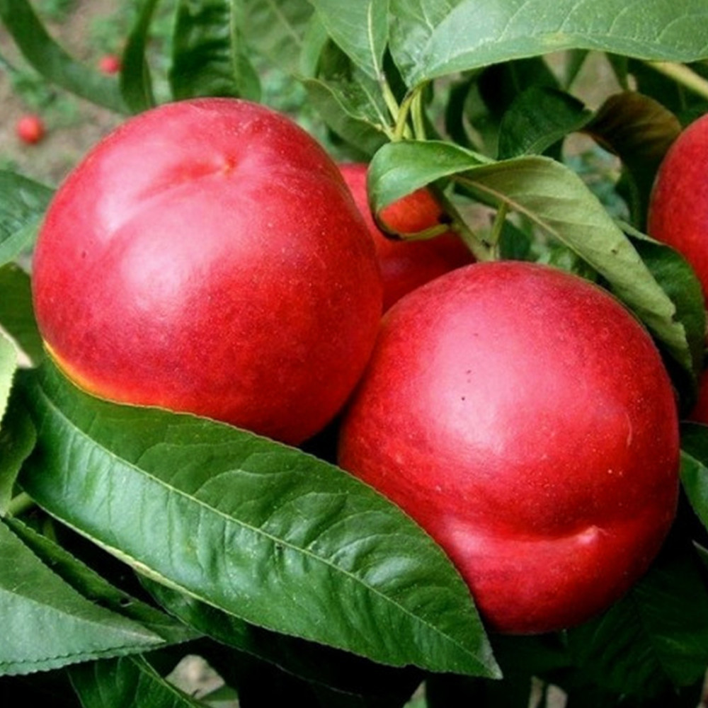 Саджанці нектарину Світ Леді (привитий) - 1-річний Чернівці - фото 3