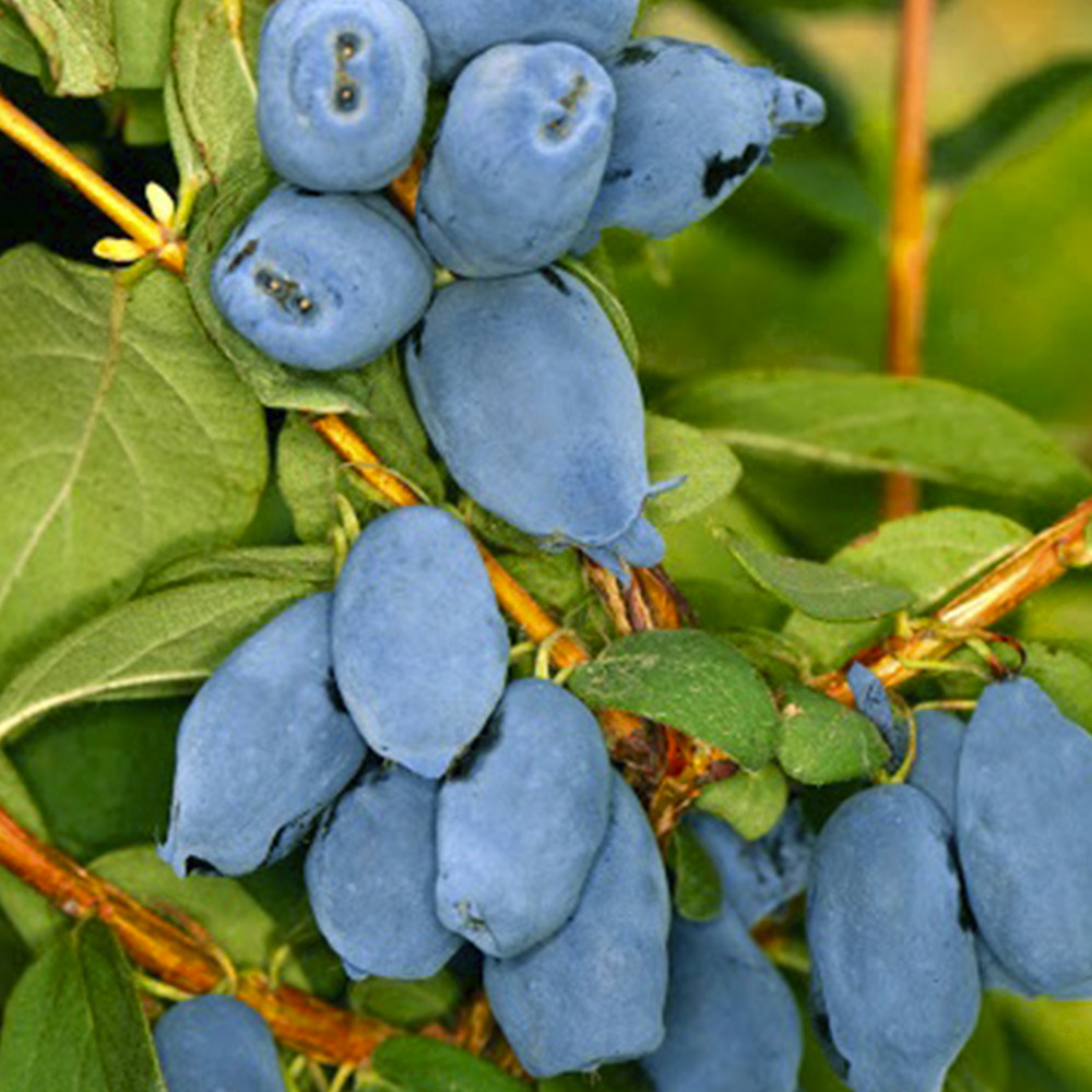 Саженцы жимолости Бореал Бьюти - 3-летний Черновцы - изображение 1