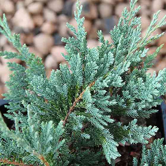 Саджанці ялівцю Блю Чіп Чернівці