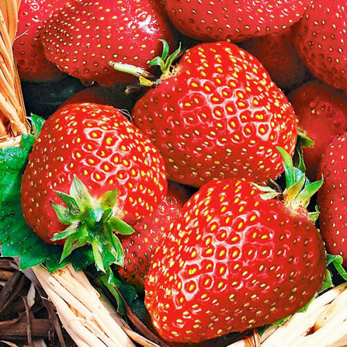 Саженцы клубники Альба (10 штук) Черновцы - изображение 2