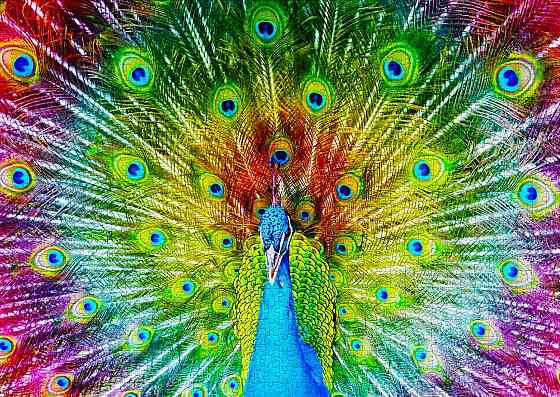 Пазл Різнобарвний павич - Colorful Peacock (Enjoy-1251) Киев