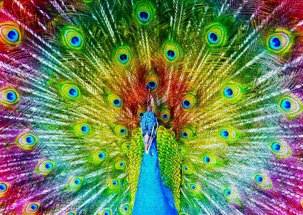 Пазл Різнобарвний павич - Colorful Peacock (Enjoy-1251) Киев - изображение 5