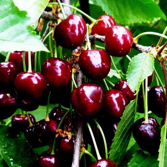 Саженцы вишни Шоколадница (привитый) - 1-летний Черновцы