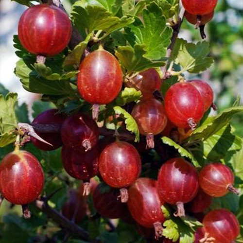Саджанці агрусу Неслухівський (черенкований) - 2-річний Чернівці - фото 1