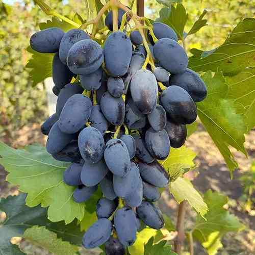 Cаджанці винограду Атос (черенкований) - 1-річний Чернівці