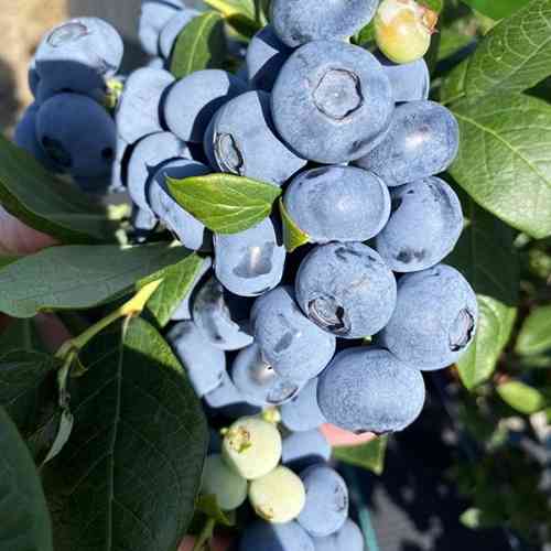 Саженцы голубики Свобода (черенкованный) - 2-летний Черновцы