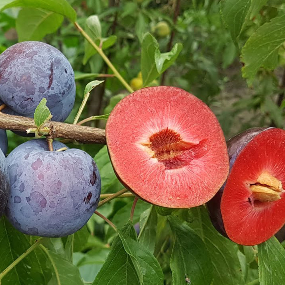 Саженцы диплоидной сливы Блэк Даймонд (привитый) - 2-летний Черновцы - изображение 2