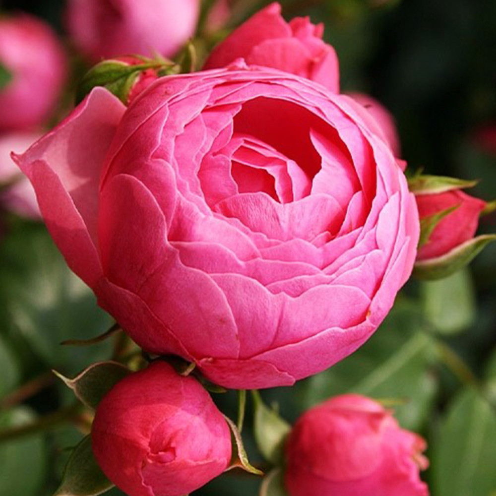 Саджанці троянд флорибунда Помпонелла (привитий) Чернівці - фото 2