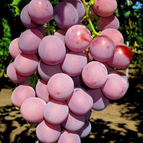 Cаджанці винограду Ред Глоб (черенкований) - 1-річний Чернівці - фото 1