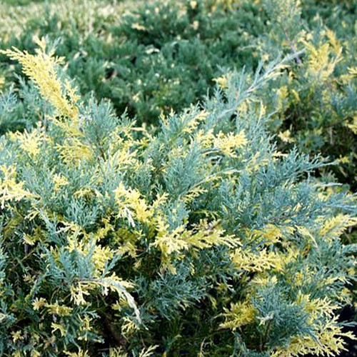 Саженцы можжевельника Блу Энд Голд (черенкованный) - 3-летний Черновцы - изображение 1