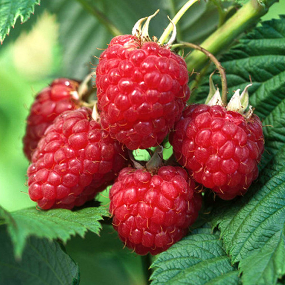 Саджанці малини Херітейдж Чернівці - фото 2