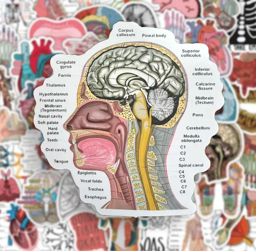 Вінтажні Анатомічні наліпки "Органи людини". Водонепроникні вінілові естетичні наліпки набір 50 шт., Київ - фото 4