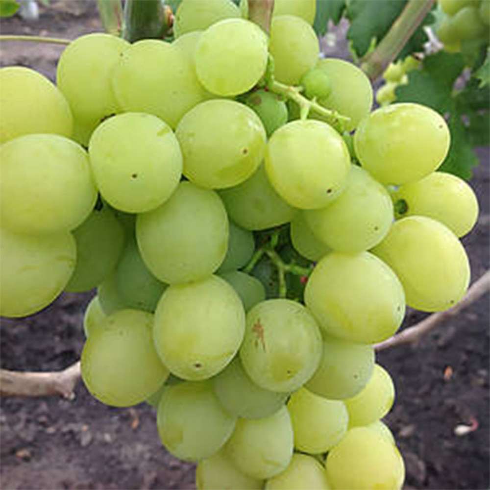 Саженцы винограда Спонсор (черенкованный) - 1-летний Черновцы - изображение 2