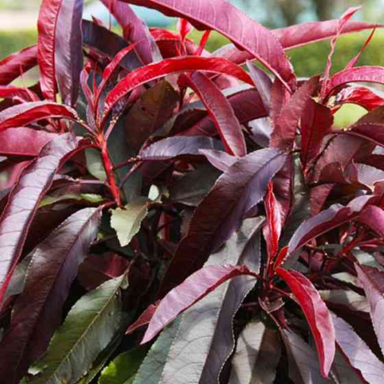 Саженцы колоновидного персика на штамбе Красный Бархат (привитый) - 2-летний Черновцы