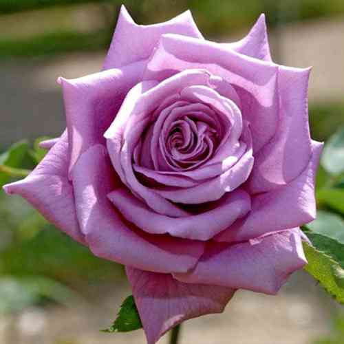 Саженцы роз Мами Блю (привитый) - 2-летний Черновцы