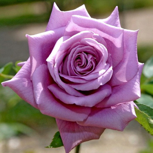 Саджанці троянд Мамі Блю (привитий) - 2-річний Чернівці - фото 1