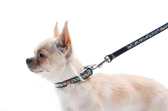 Нашийник для собак шкіряний WAUDOG Design з QR паспортом, малюнок "Пончики", XXS, Ш 12 мм, Дов Коломия