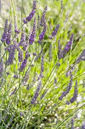 Лавандин сорту Grosso  дворічний сформований  саджанець діаметром до 30 см Ірпінь