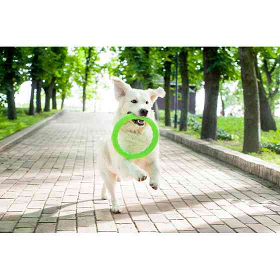 Кільце для апортировки PitchDog30, діаметр 28 см, салатовий Коломия