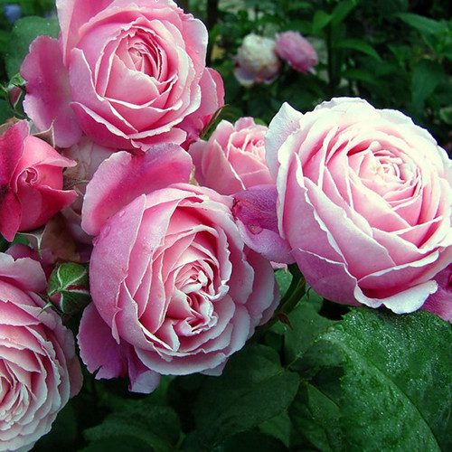 Саженцы роз Дитер Мюллер (привитый) - 2-летний Черновцы - изображение 1