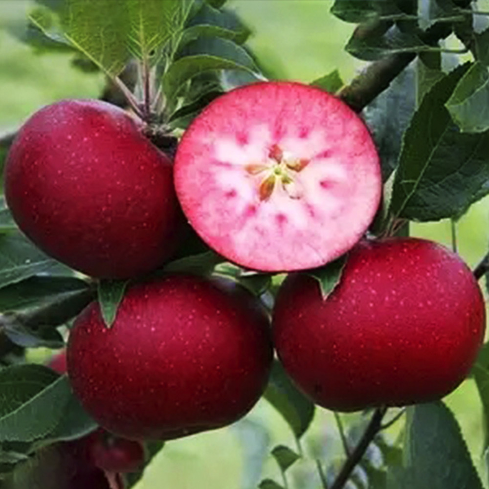 Саджанці яблуні Розетті (привитий) - 1-річний Чернівці - фото 1