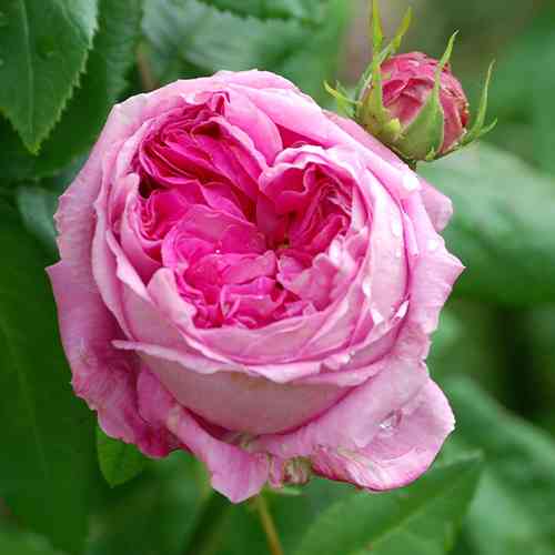 Саджанці троянд Дамаська (привитий) - 2-річний Чернівці