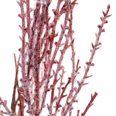 Декоративная ветвь YES! Fun Пампасная трава Розовая Заснеженная 84 см (974808) Винница - изображение 2