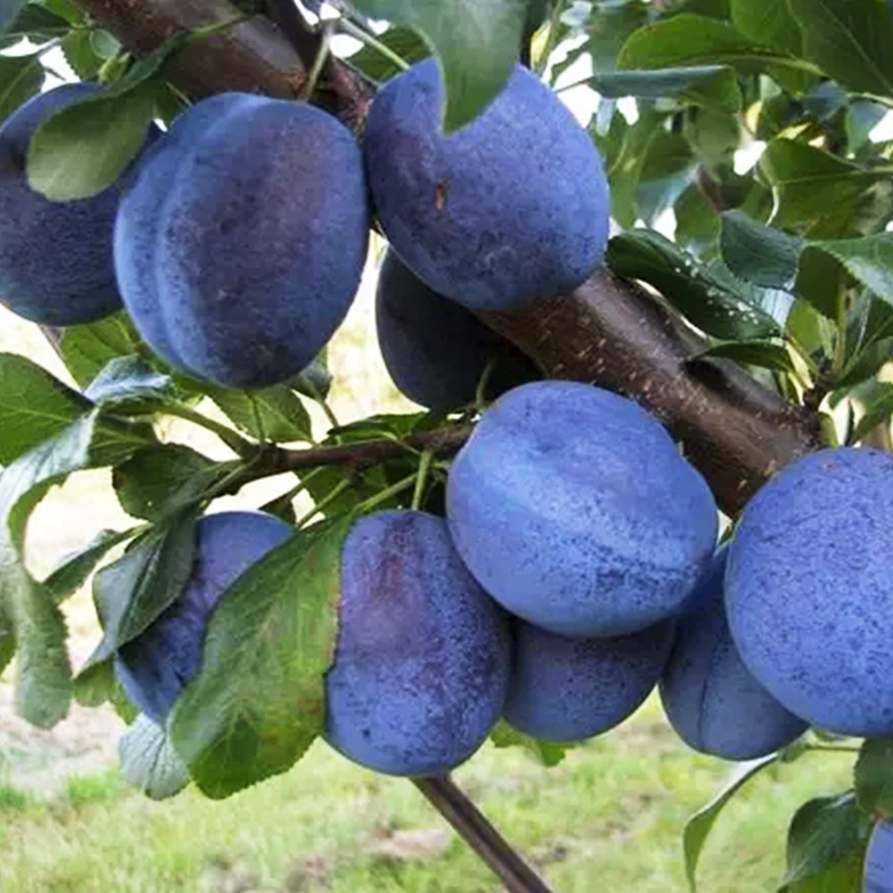 Саженцы сливы Топ Хит (привитый) - 1-летний Черновцы - изображение 3