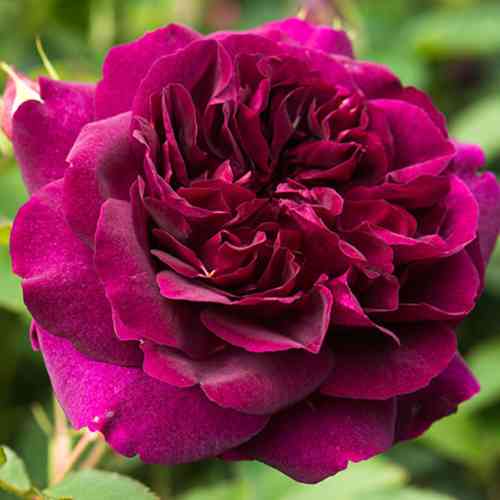 Саджанці троянд Романтика Вишнева (привитий) - 2-річний Чернівці